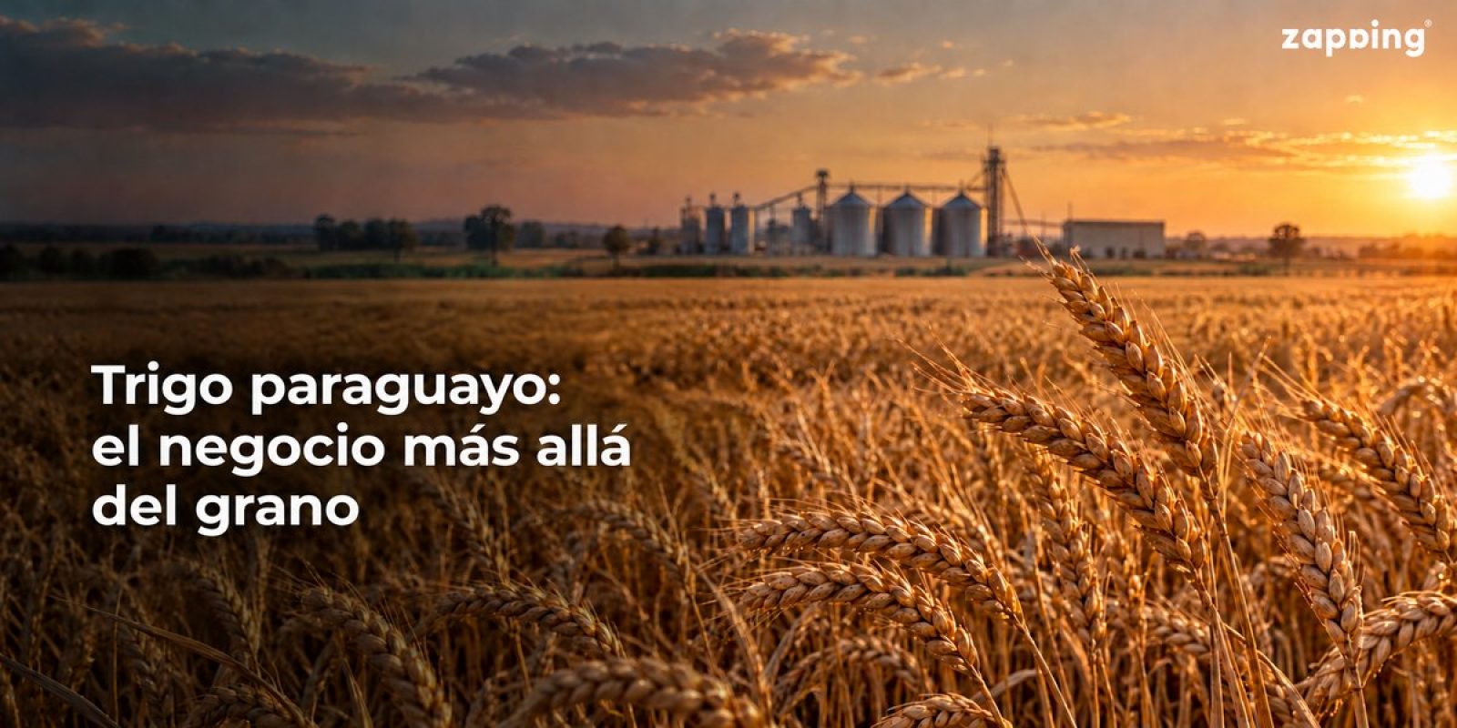 TRIGO-TAPA-WEB