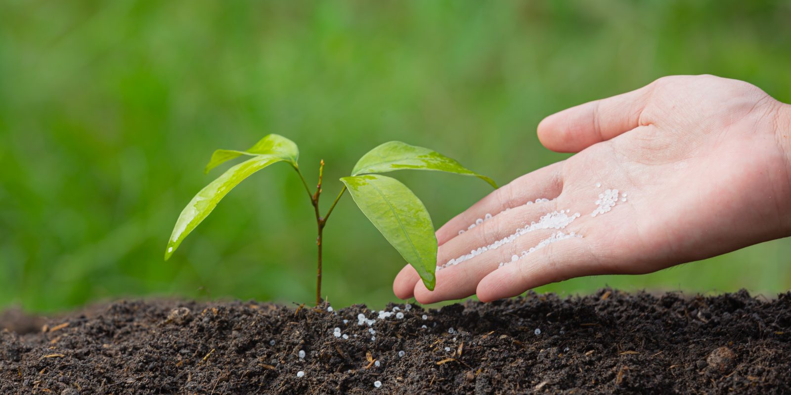 close up picture of hand holding planting the sapling of the plant