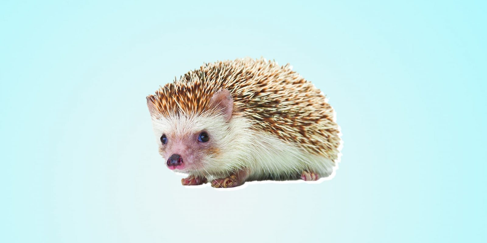 hedgehog_471611_jei2vq