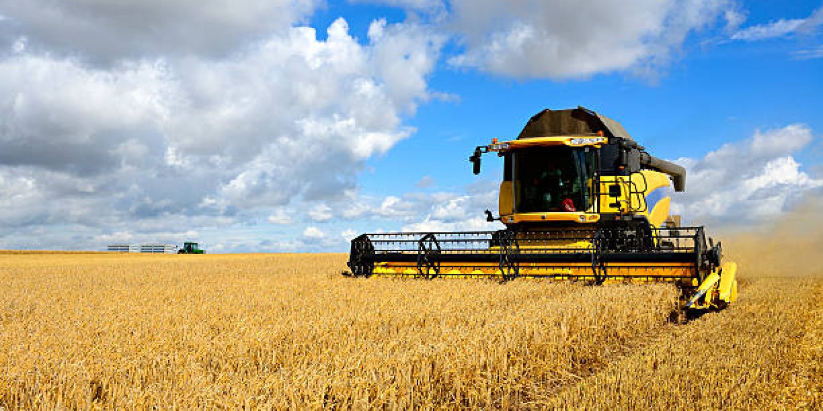 Combine Harvester in Barley Field during Harvest