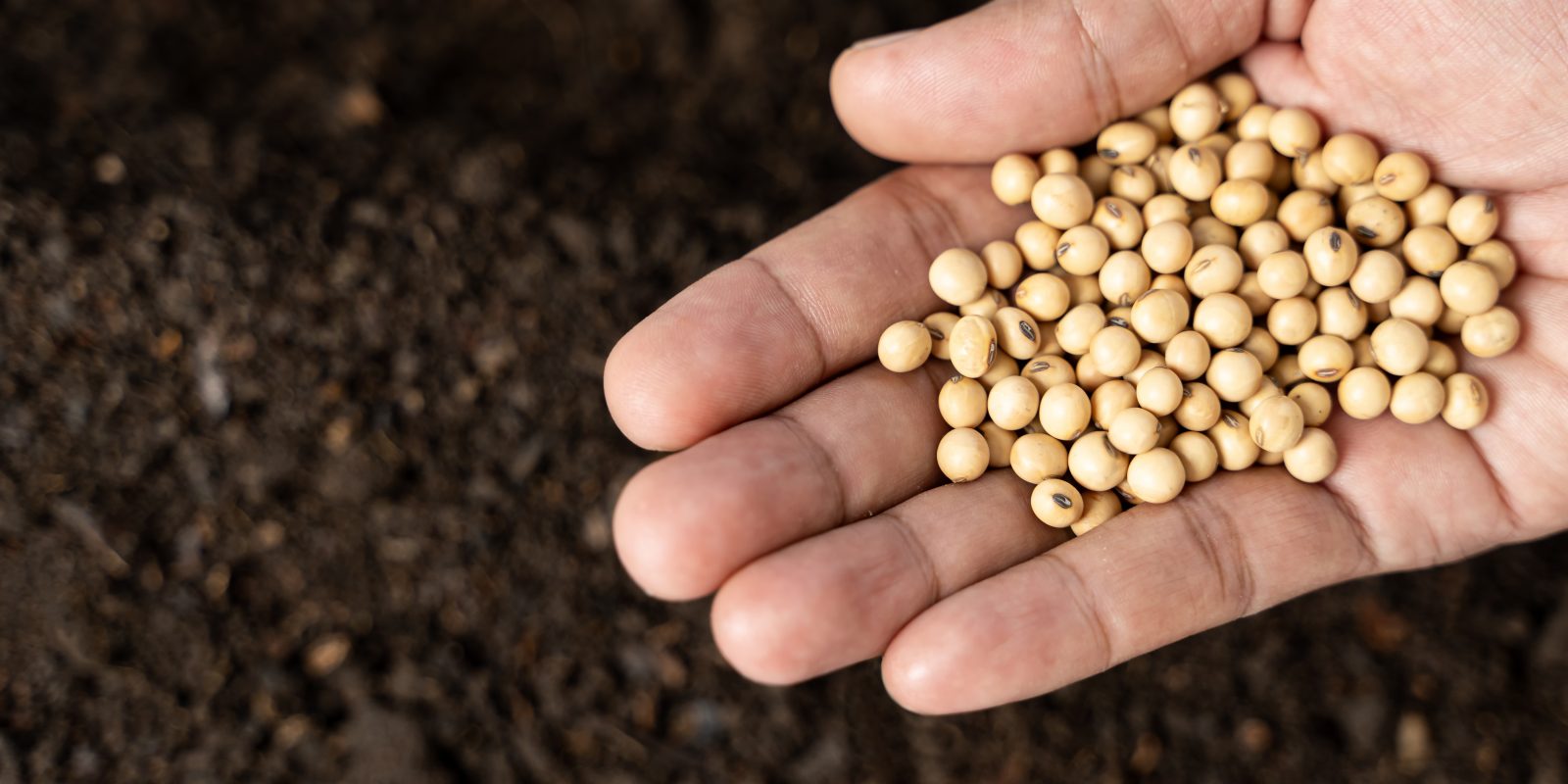 Hand of expert farmer sowing seeds of vegetables on healthy soil at organic farm. Dirty hand of professional farmer sowing seeds of vegetable on soil by care.